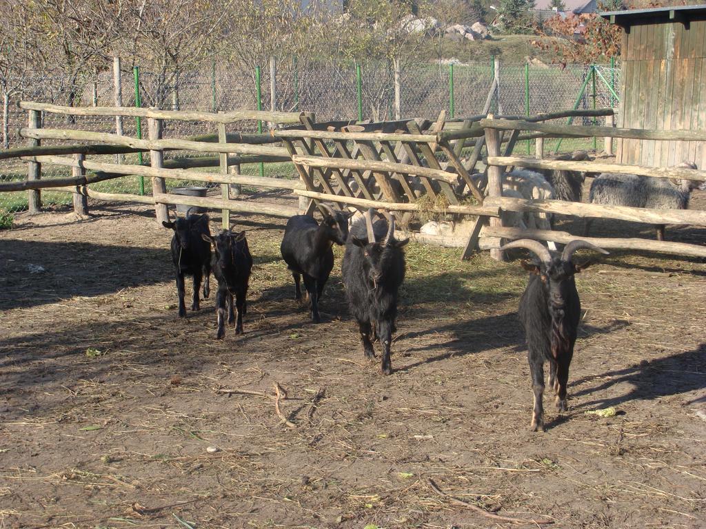 Gospodarstwo Agroturystyczne Ania I Filip Izabelin  Экстерьер фото